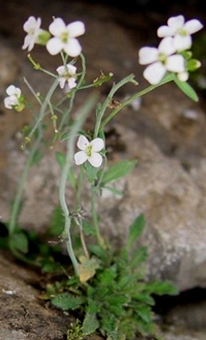Arabidopsis thaliana